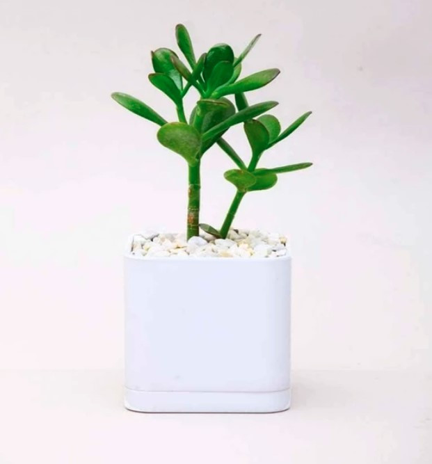 Cubic polymer pot with saucer