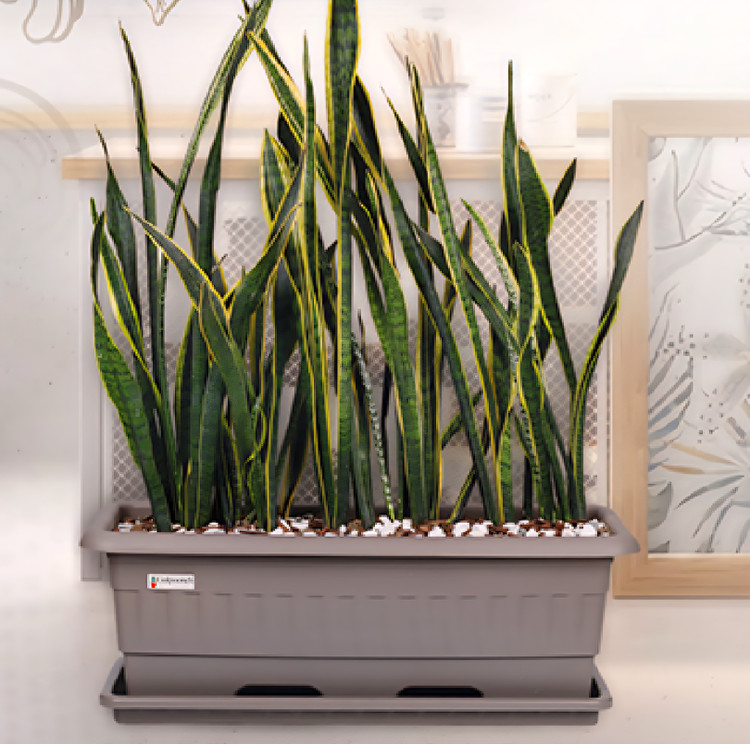 Rectangular plastic pot