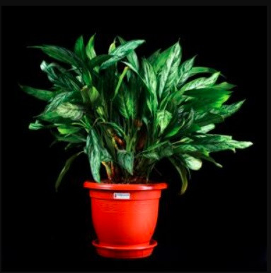 گلدان پلاستیکی گرد